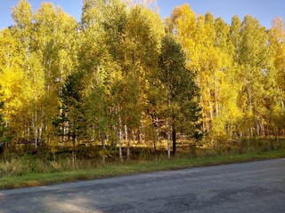 Obraz premium an asphalt road in an autumn forest with a blue sky. High quality photo