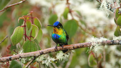 Fiery-throated hummingbird (Panterpe insignis) perched on a branch at the high altitude Paraiso Quetzal Lodge outside of San Jose, Costa Rica