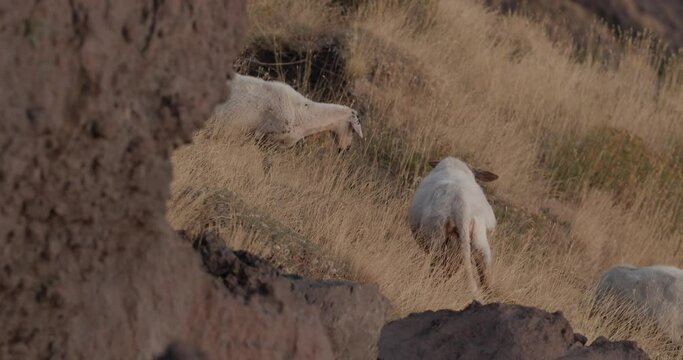 Sheep moving on the southern slope of Mount Etna at dawn.