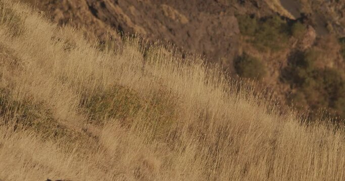 Vegetation on Etna at medium altitude