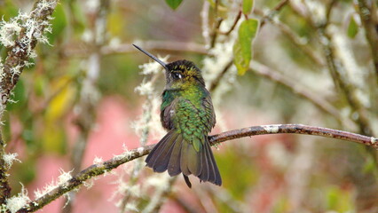 Fototapeta premium Fiery-throated hummingbird (Panterpe insignis) perched on a branch at the high altitude Paraiso Quetzal Lodge outside of San Jose, Costa Rica