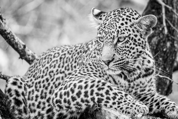 Leopard lying in a tree - Monochrome