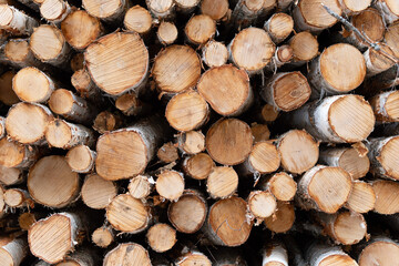 Stacked timber logs in the forest