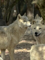 Amnéville Zoo, August 2022 - Magnificent Arctic wolf	