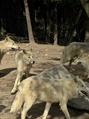 Amnéville Zoo, August 2022 - Magnificent Arctic wolf	