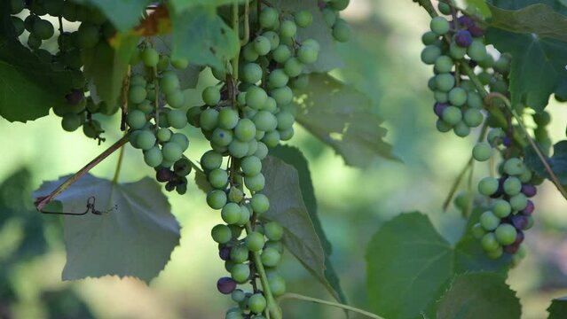 green fruit of the vine, grapes