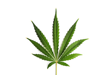 Big cannabis leave isolated on a white background.