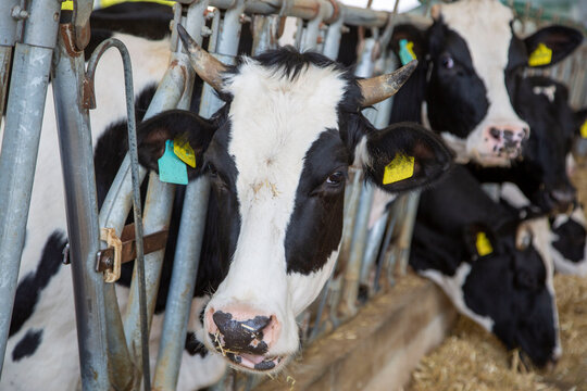 Dairy cows of in livestock stall stock photo stock photo
Horizontal, Large, Nature, No People, Photograph