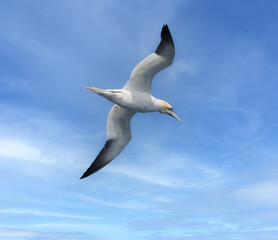 Obraz premium Faroe Islands (Faroes, Faeroes, Føroya, Færøerne, a North Atlantic archipelago part of the Kingdom of Denmark.