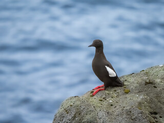 Black guillemot (Cepphus grylle) on the shores of Kalsoy Island, northern Faroe Islands (Faroes, Faeroes, Føroya, Færøerne), Denmark