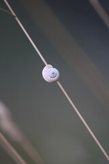 white little snail with house on a blade of grass