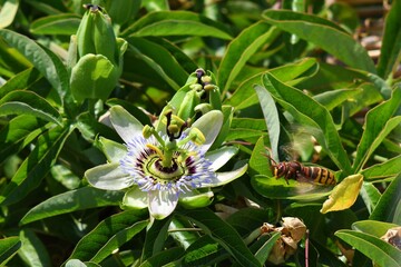 Obraz premium Szerszeń europejski (Vespa crabro) lecący do kwiatu męczennicy błękitnej (Passiflora caerulea)