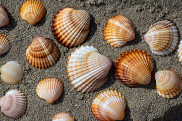 Cerastoderma edule common cockle empty seashells on sandy beach, simplicity background pattern in daylight in the sand
