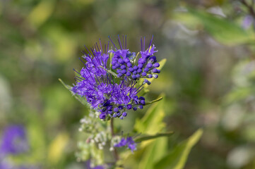 Obraz premium Caryopteris clandonensis bluebeard bright blue flowers in bloom, ornamental autumnal flowering plant
