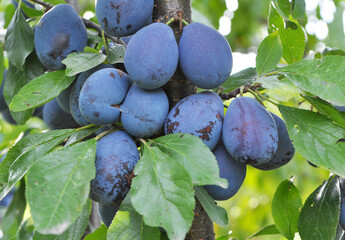 Tree branch with ripe plums