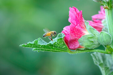 Honey Bee flower and green leaf