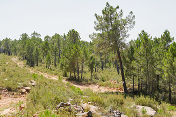 Bosques pinos y abetos de la Sierra de Albarracín en Teruel de Aragón.