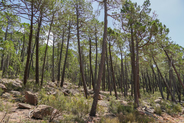 Fototapeta premium Rodeno de Albarracín en Sierra de Albarracín , Teruel, Aragón , Conjunto de afloramientos rocosos individualizados por diversos callejones, esculpidos en estructuras sedimentarias de colores rosados 