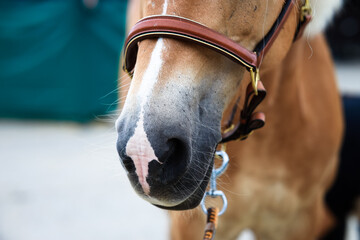 haflinger horse with brown leather halter, head half cut towards the nose..