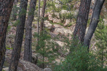 Cabra Montes o Montesa entre los arboles en un calro de rocas sedimentarias