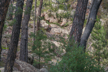 Cabra Montes o Montesa entre los arboles en un calro de rocas sedimentarias