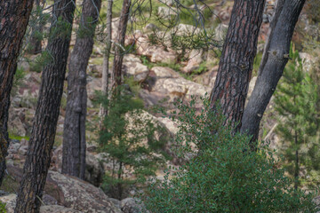 Cabra Montes o Montesa entre los arboles en un calro de rocas sedimentarias