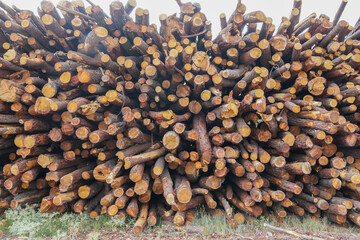 Troncos cortados formando un muro o pared foto con detalle