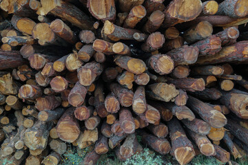 Troncos cortados formando un muro o pared foto con detalle