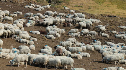 troupeau de mouton dans les Pyrénées