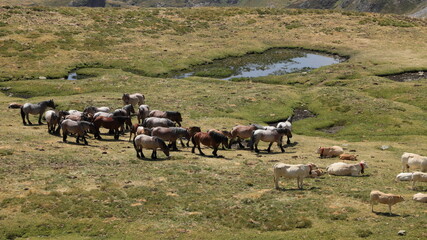 chevaux pyrénéens