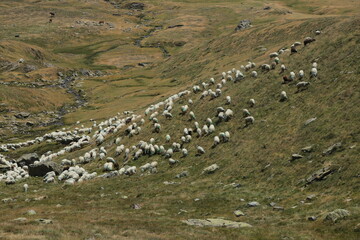 troupeau de mouton dans les Pyrénées