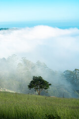vertical landscape tree among clouds high place