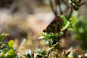 Heath Fritillary (Melitaea athalia)