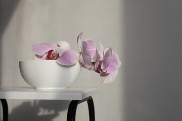 Pink phalaenopsis orchid flower in bowl on white interior. Selective soft focus. Minimalist still...