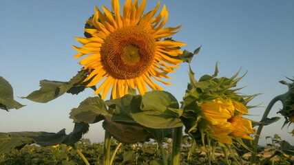 sunflowers in the field