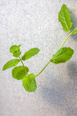 A soft focus view of a green and a fresh sprig of mint hanging from a pot. A fresh and healthy herb. - 526379538