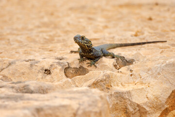 Hardun (Stellagama stellio) - jaszczurka w Turcji
