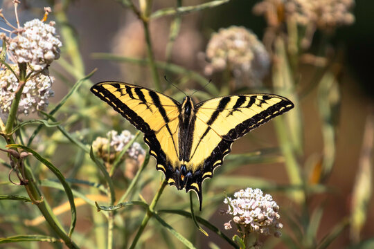 A swallowtail butterfly on a white flower
