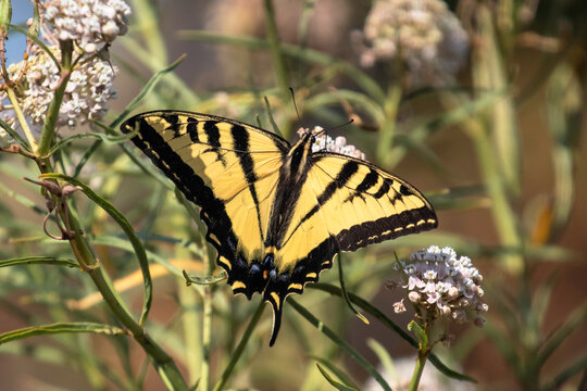 A swallowtail butterfly on a white flower