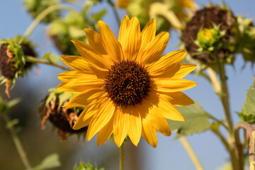 A large faced sunflower in the sun