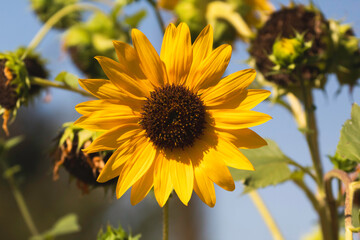 A large faced sunflower in the sun
