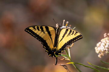 A swallowtail butterfly on a white flower