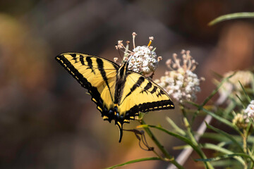 A swallowtail butterfly on a white flower