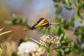 A swallowtail butterfly on a white flower