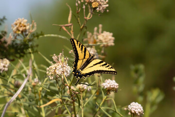 A swallowtail butterfly on a white flower