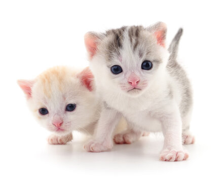 Two small kittens.