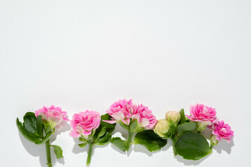 Floral border of pink flowers and Kalanchoe leaves on a white background. Flat lay, top view, copy space.