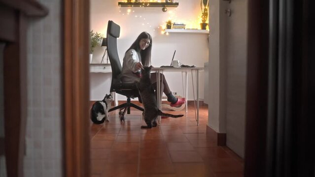 Caucasian girl playing with cats while working from home 