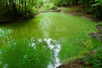 blue-green algae at a small water pond in the green forest