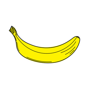 Banana linear illustration. Hand drawing banana fruit. Juicy fruit isolated on white background. vector illustration